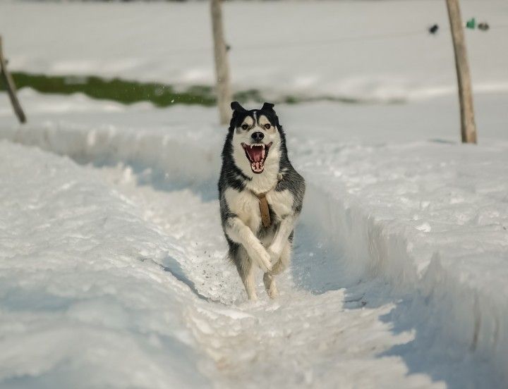 Mordedura de Perro Abogado