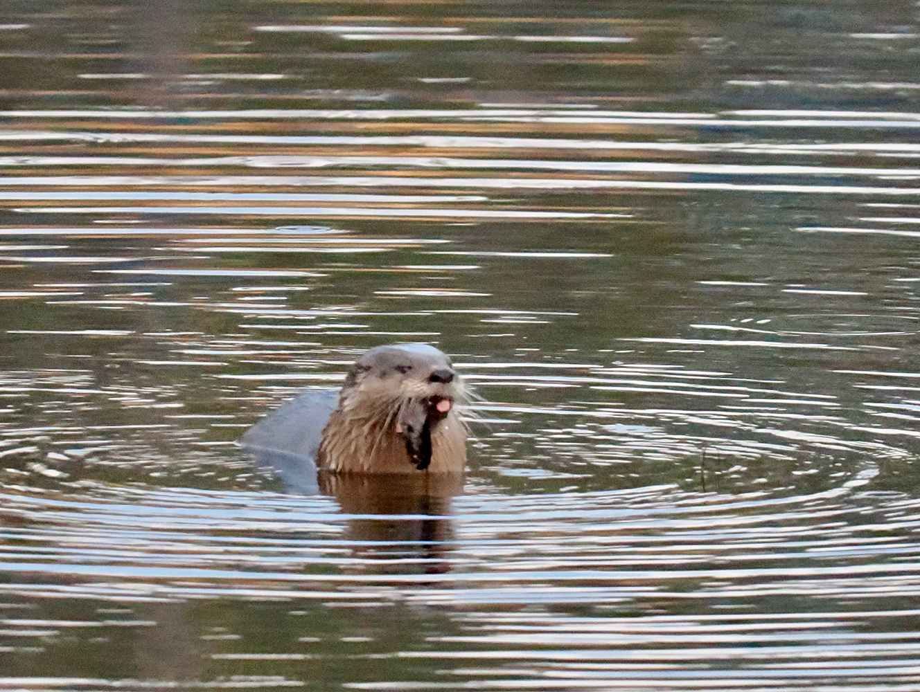 Berube Real Estate 185 Royalston Rd. Orange, MA 01364