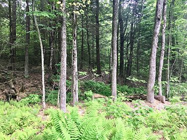 55 Popple Camp Rd - Petersham, MA