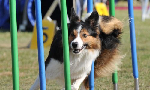 dog training