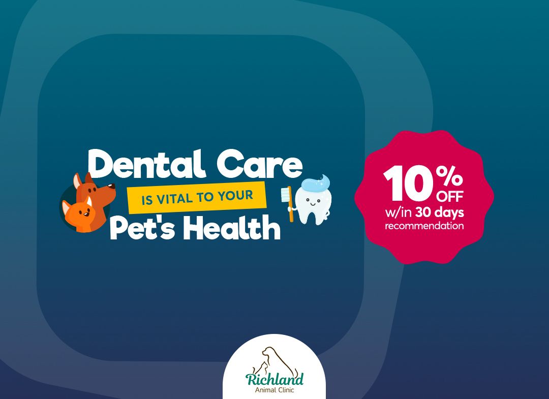 Pet Acupuncture In Nashville Tn Richland Animal Clinic