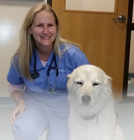 Nashville TN Vet