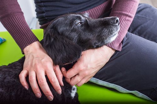Pet Chiropractic Treatment Vet In Nashville Tn