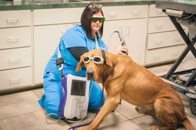 richland animal clinic veterinarian pet boarding in west nashville tn