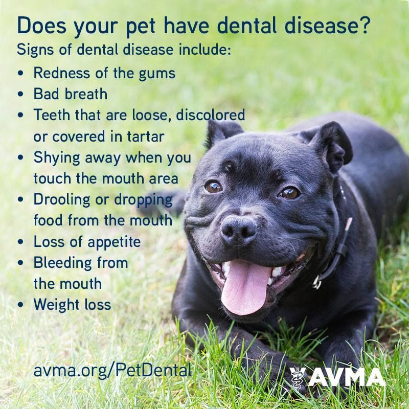 Pet Dental Care is Vital to Their Health