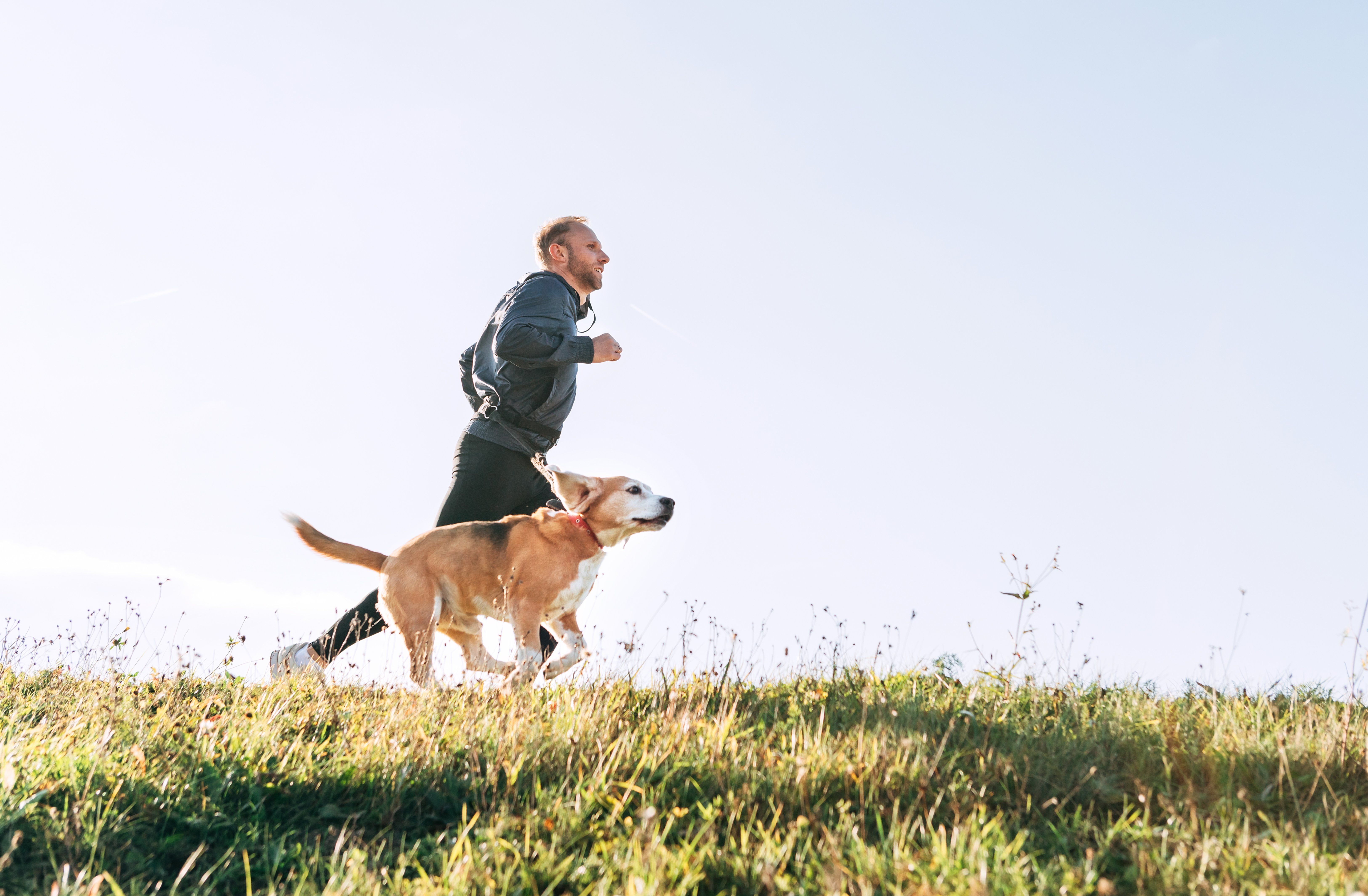 Does My Dog Need More Exercise?