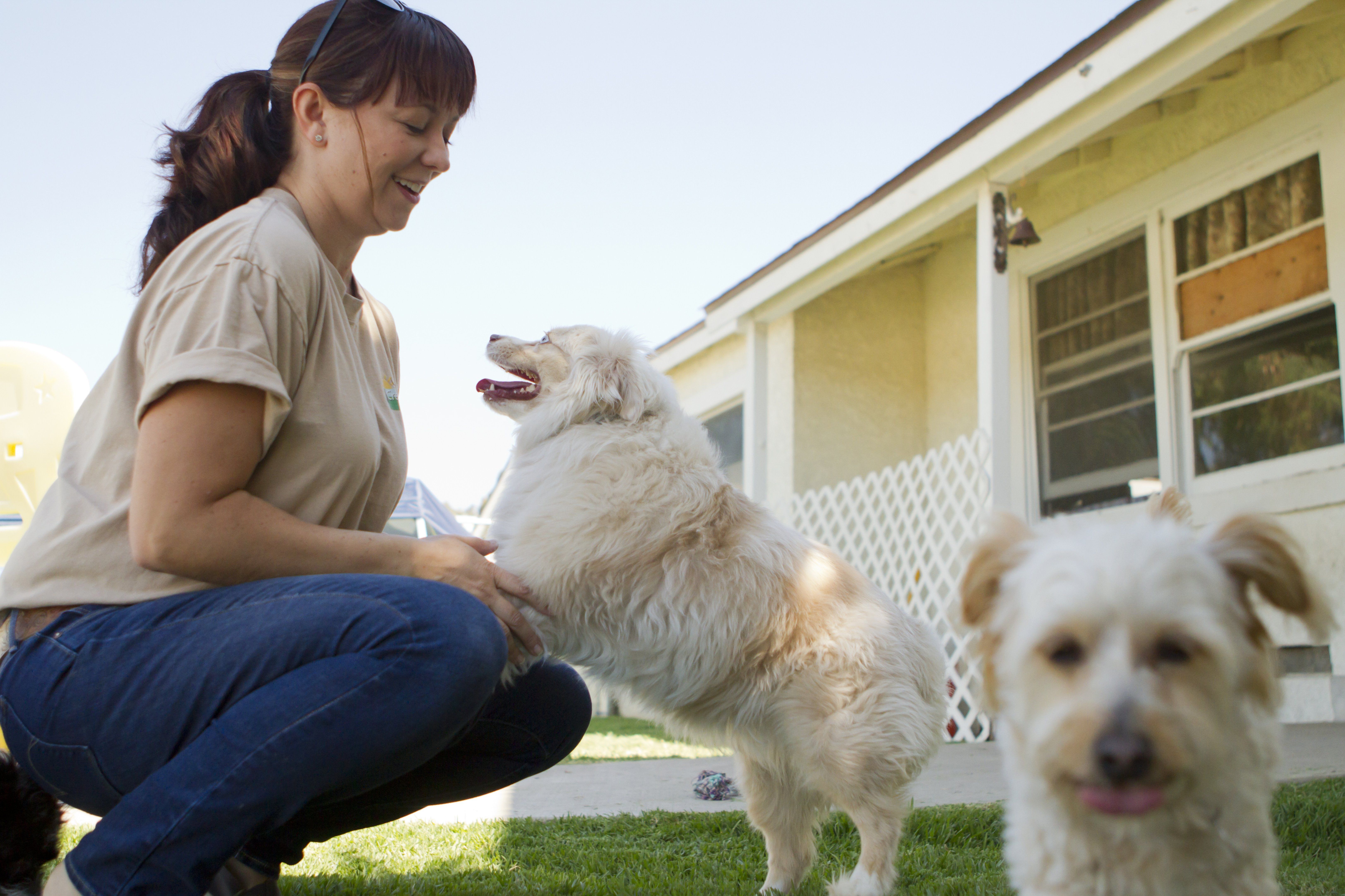 Is Daycare a Good Way to Socialize Your Dog?