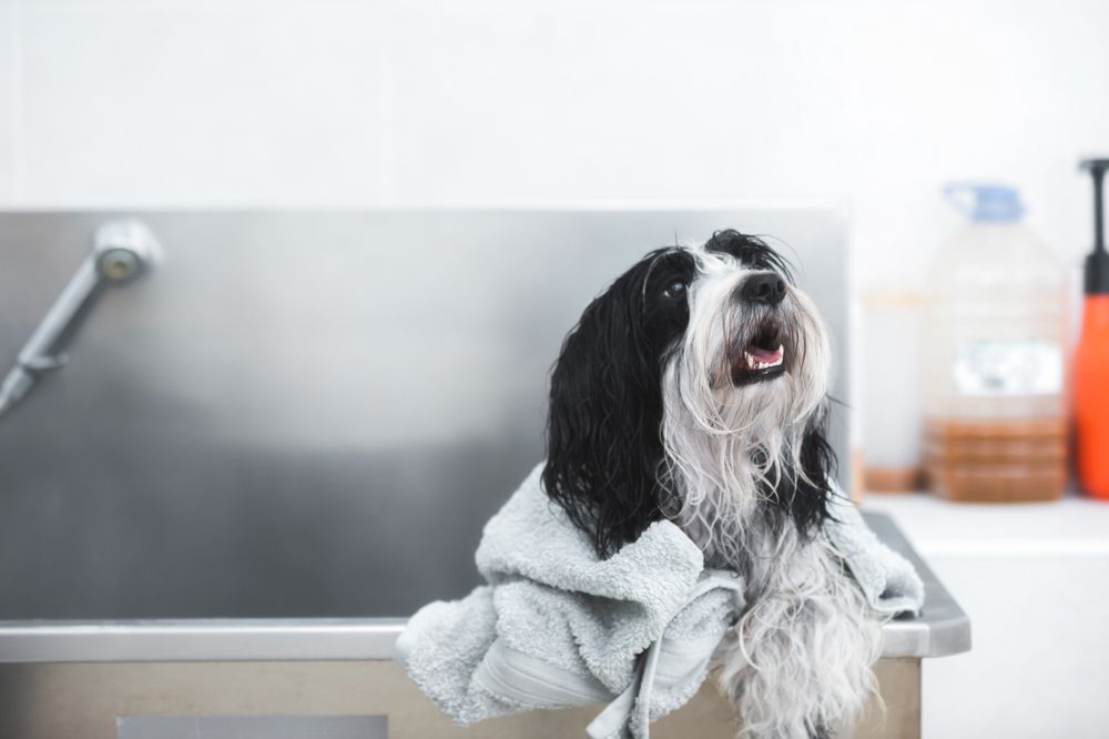 Pet Grooming for Senior Dogs: Special Considerations and Tips