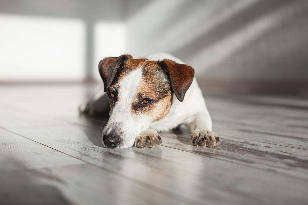 Animal Pain Awareness Month: Why Do Dogs Hide When They’re in Pain?
