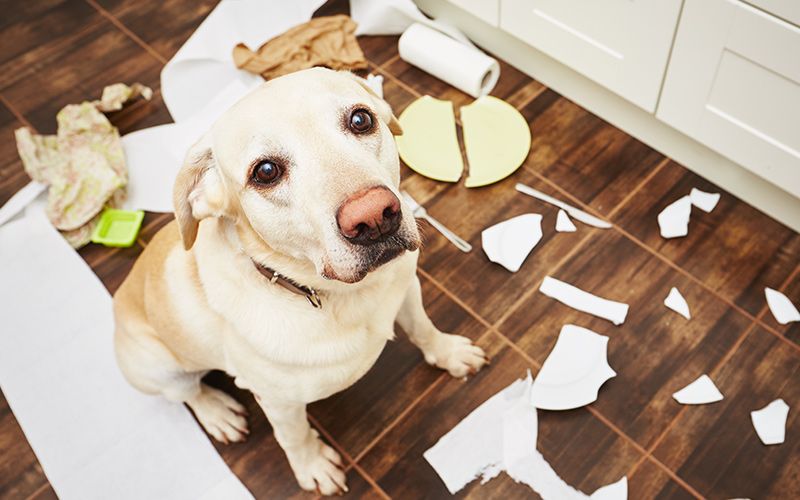 Common Household Toxins