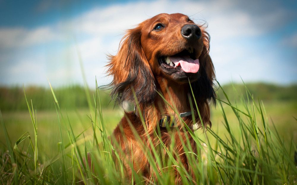 Your Guide to Preparing for Flea and Tick Season