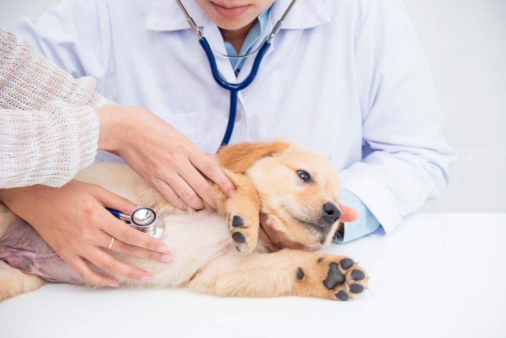 Don’t Panic: What to Do If Your Pet Needs Hospitalization