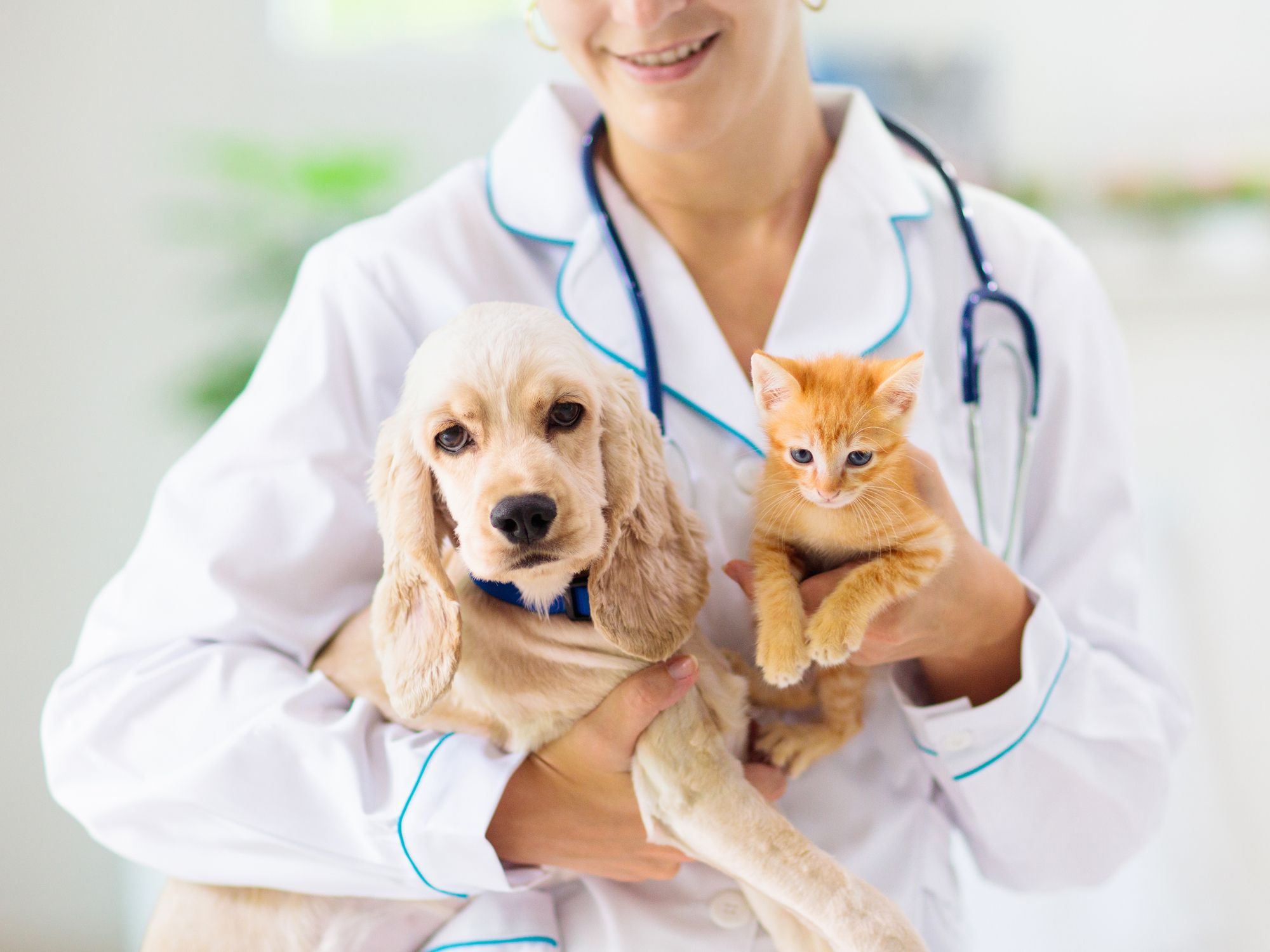 The Importance of a Pet Wellness Exam