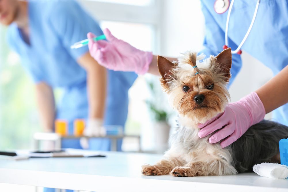 When Should I Get My Pet Vaccinated?