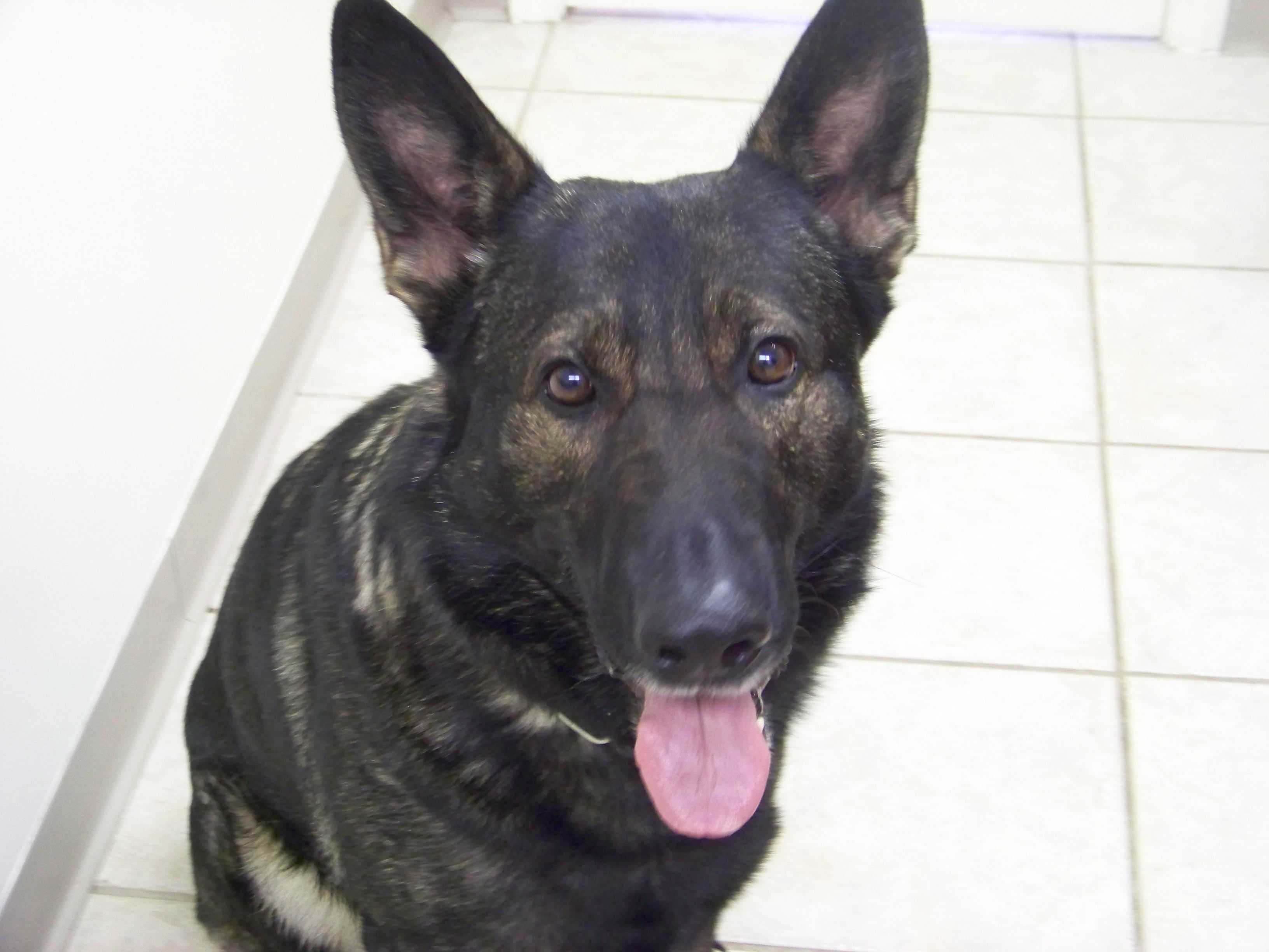 Dog