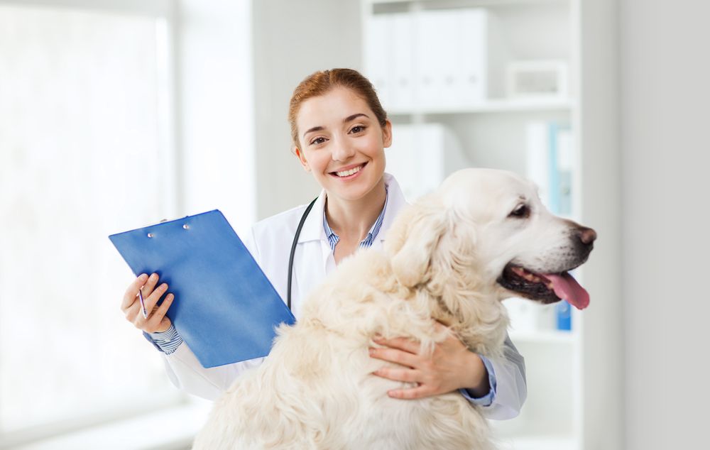 vet and dog