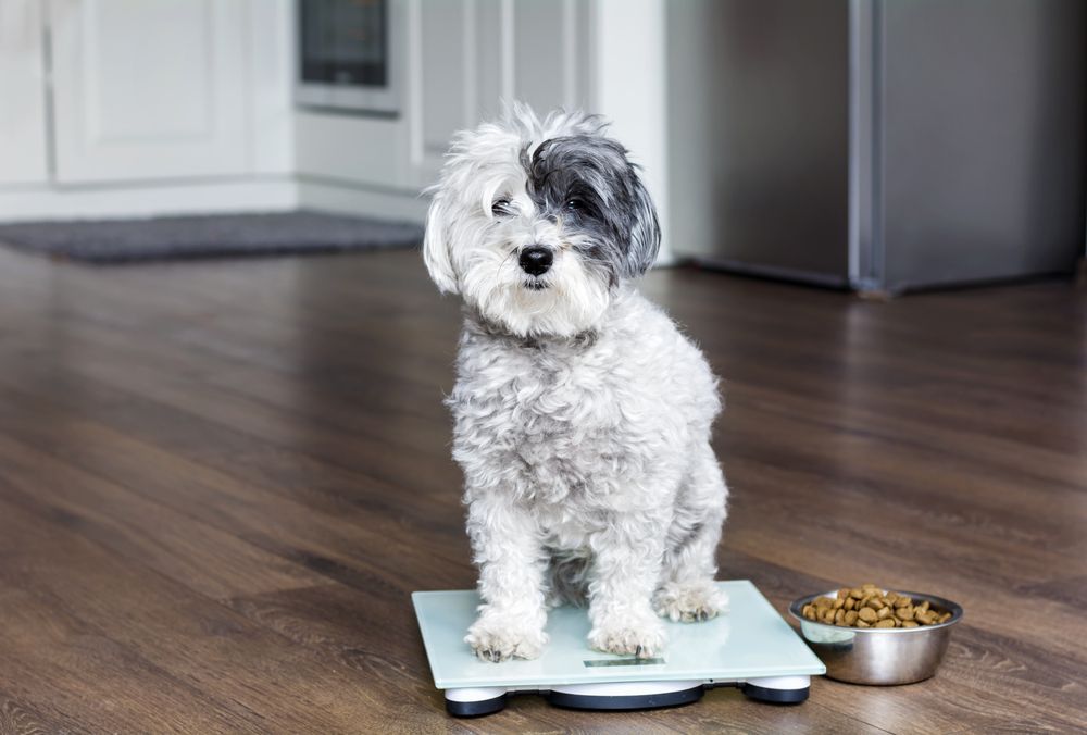 pet weight management