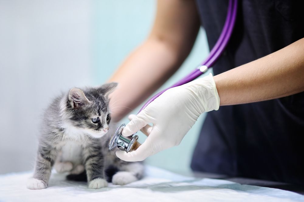 zoonosis consultation