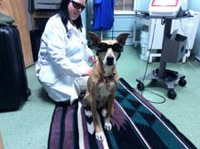 pet laser therapy