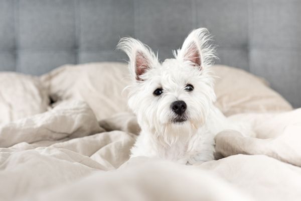 white fluffy dog