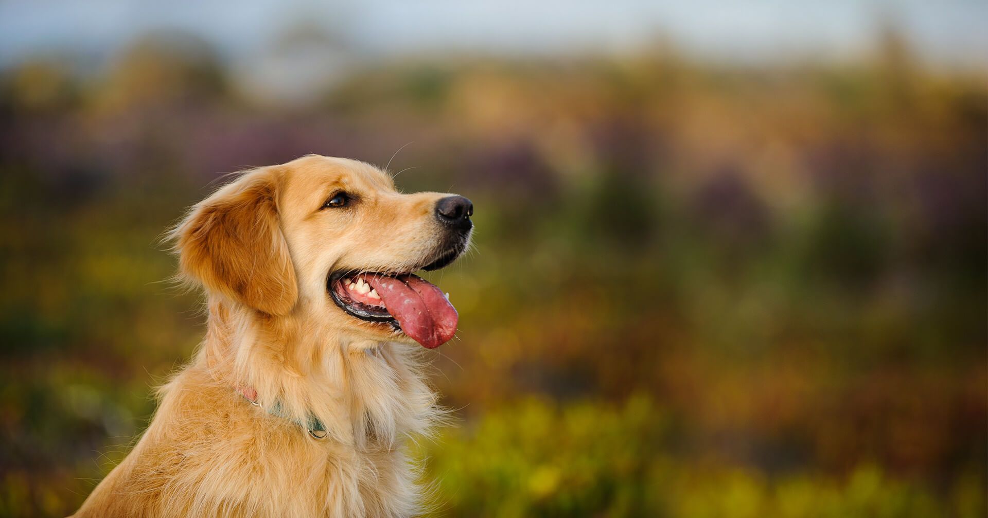 Hillcrest Animal Hospital, Veterinarian in Victoria, TX