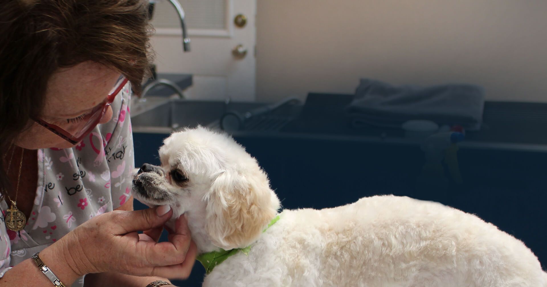 Hillcrest Animal Hospital, Veterinarian in Victoria, TX