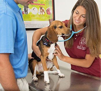 pets hospital