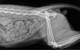 x-ray