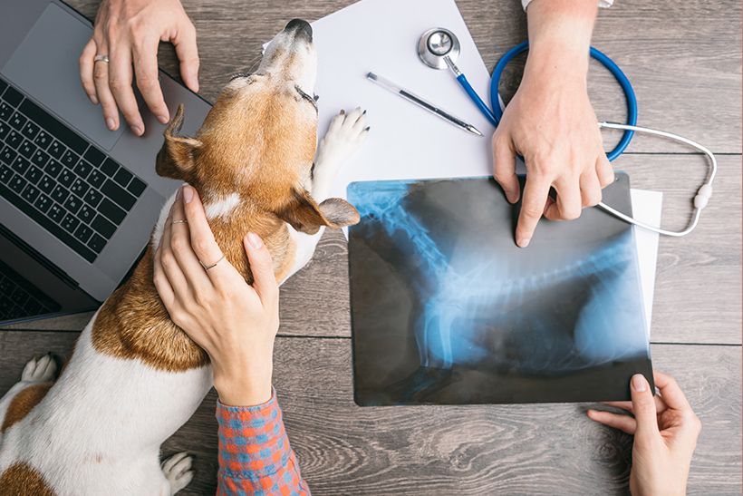 Veterinary Services in Trinidad, Claxton Bay Vet Express