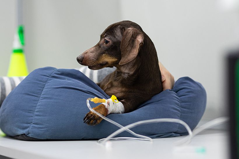 Veterinary Services in Trinidad, Claxton Bay Vet Express