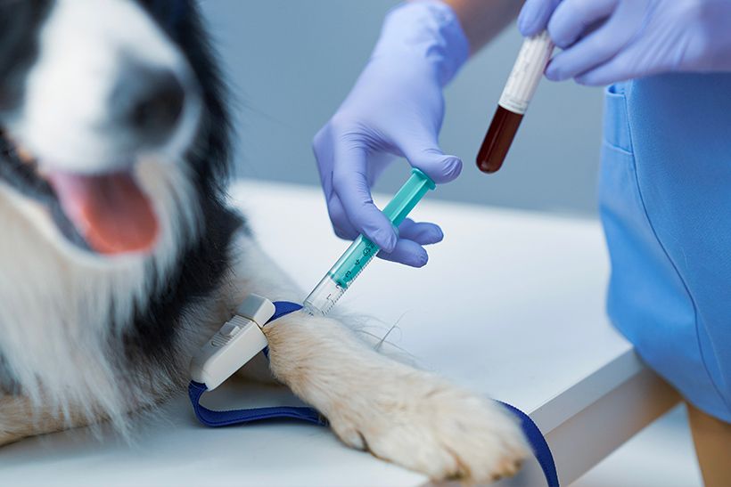 Veterinary Services in Trinidad, Claxton Bay Vet Express