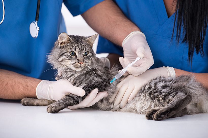 Veterinary Services in Trinidad, Claxton Bay Vet Express