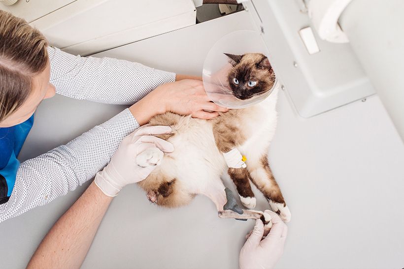 Veterinary Diagnostics in Trinidad, Claxton Bay Vet Express