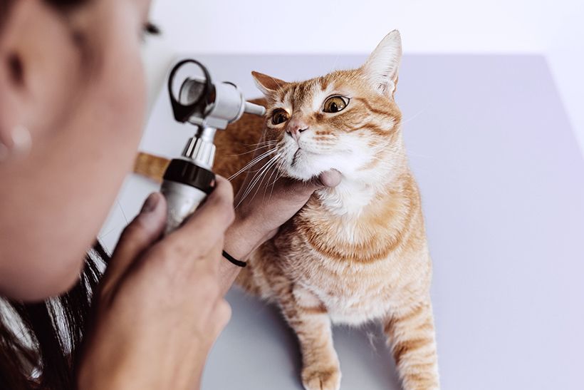 Veterinary Diagnostics in Trinidad, Claxton Bay Vet Express