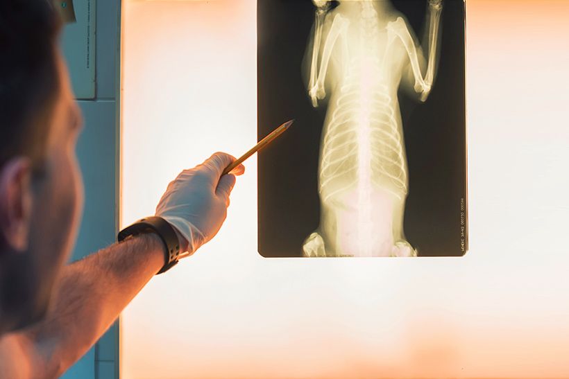 Veterinary Surgery in Trinidad, Claxton Bay Vet Express