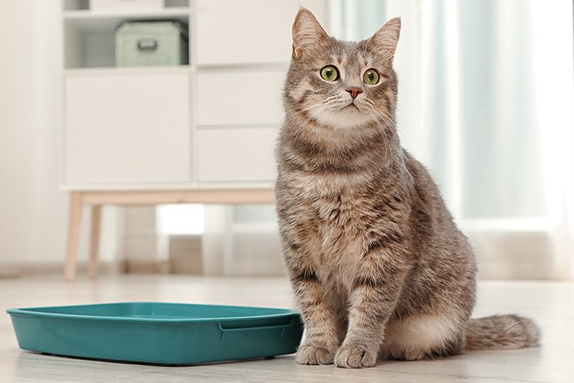 Veterinary Surgery in Trinidad, Claxton Bay Vet Express