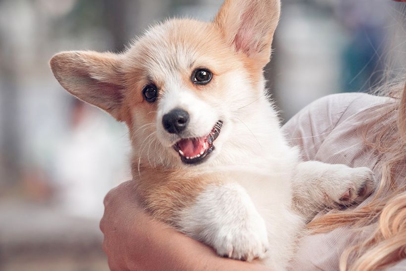 Veterinary Surgery in Trinidad, Claxton Bay Vet Express