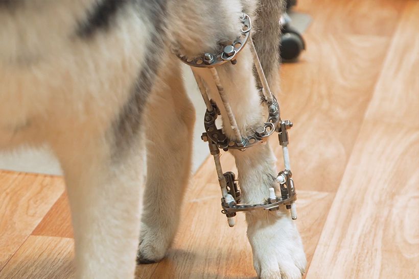 Veterinary Surgery in Trinidad, Claxton Bay Vet Express