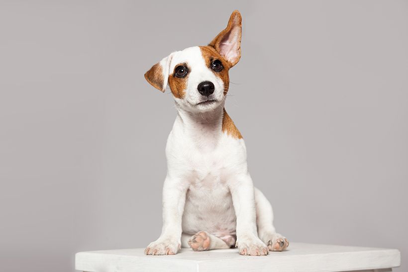 Veterinary Surgery in Trinidad, Claxton Bay Vet Express