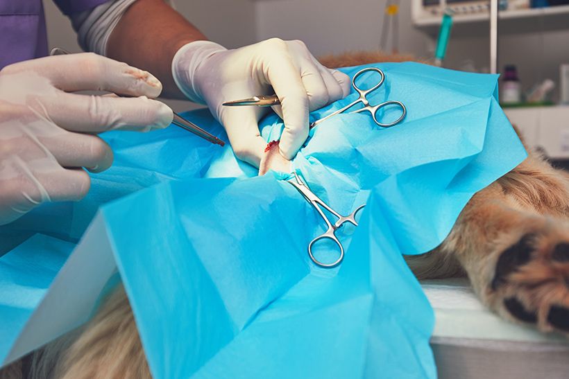 Veterinary Surgery in Trinidad, Claxton Bay Vet Express