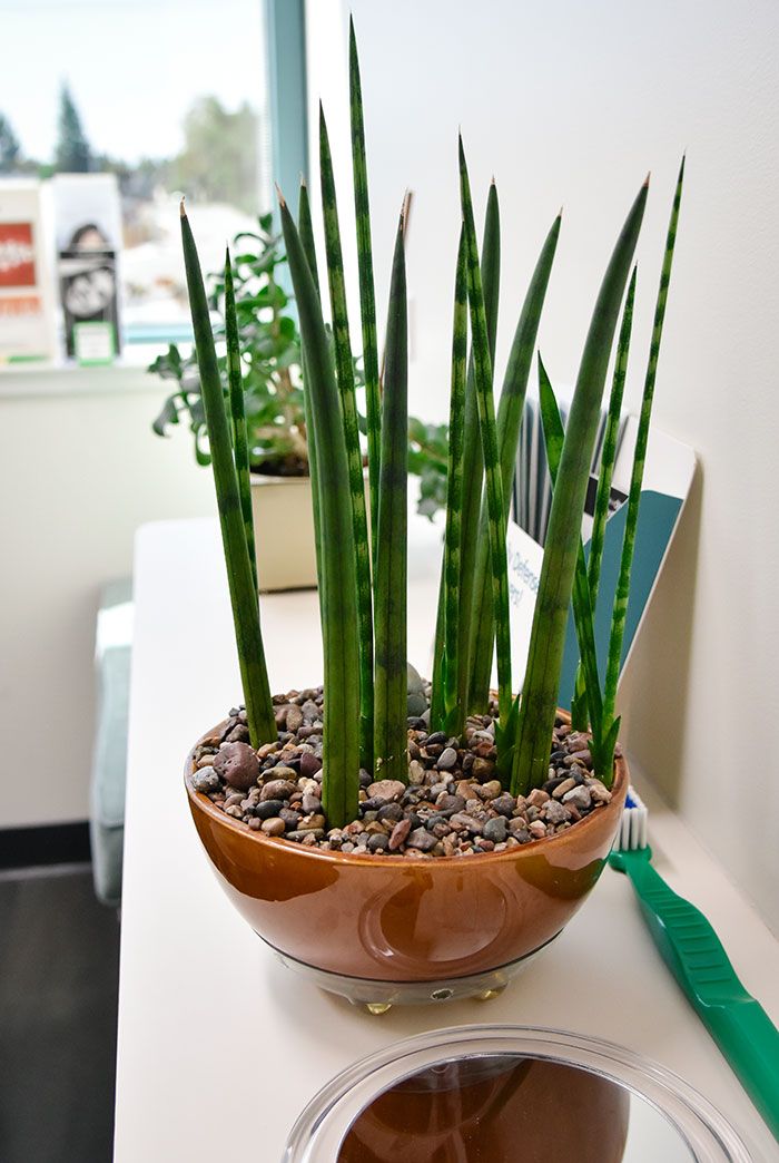 plant in a dental clinic