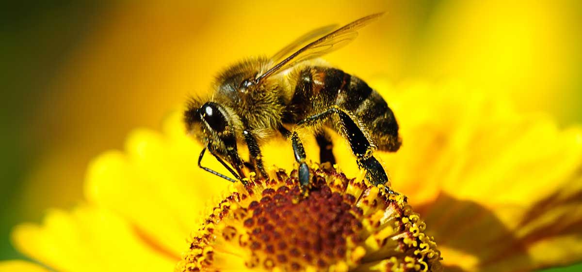 How Many Eyes Does A Bee Have? - Bella Eye Care Optometry