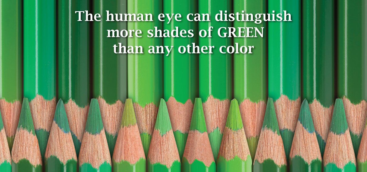 See More Green - Bella Eye Care Optometry