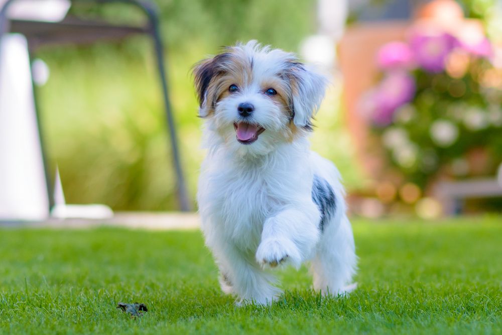 Boarding 101: What to Expect for Your Pup’s First Stay