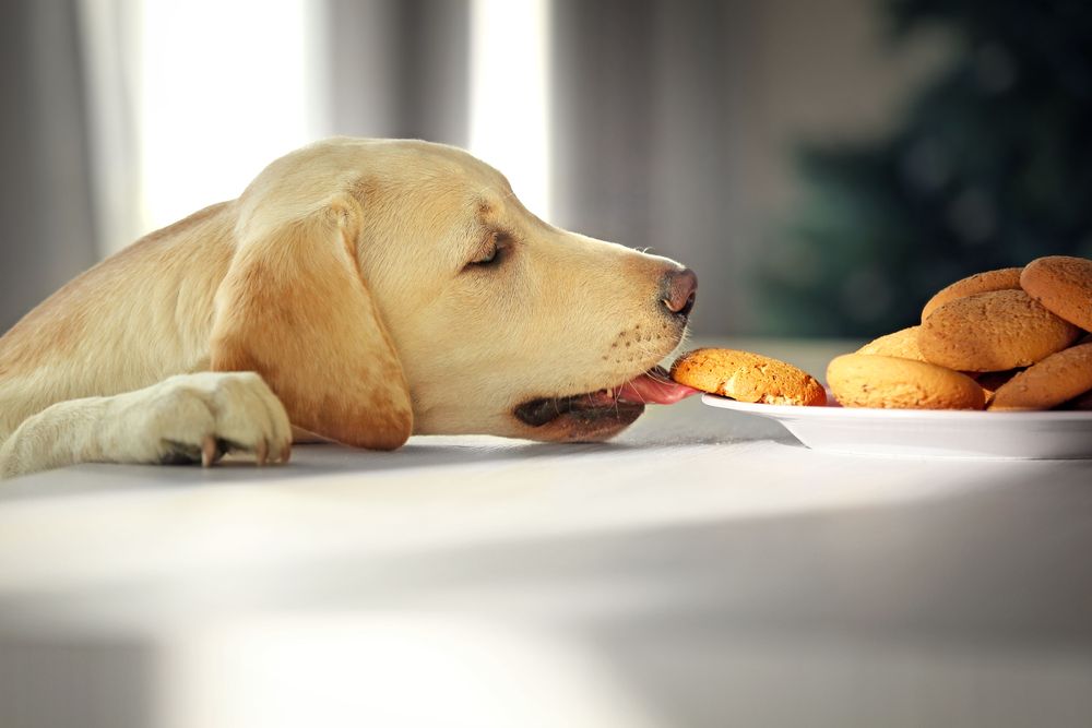 Nutrition 101: Five Foods to Avoid and Healthy Alternatives for Your Pup