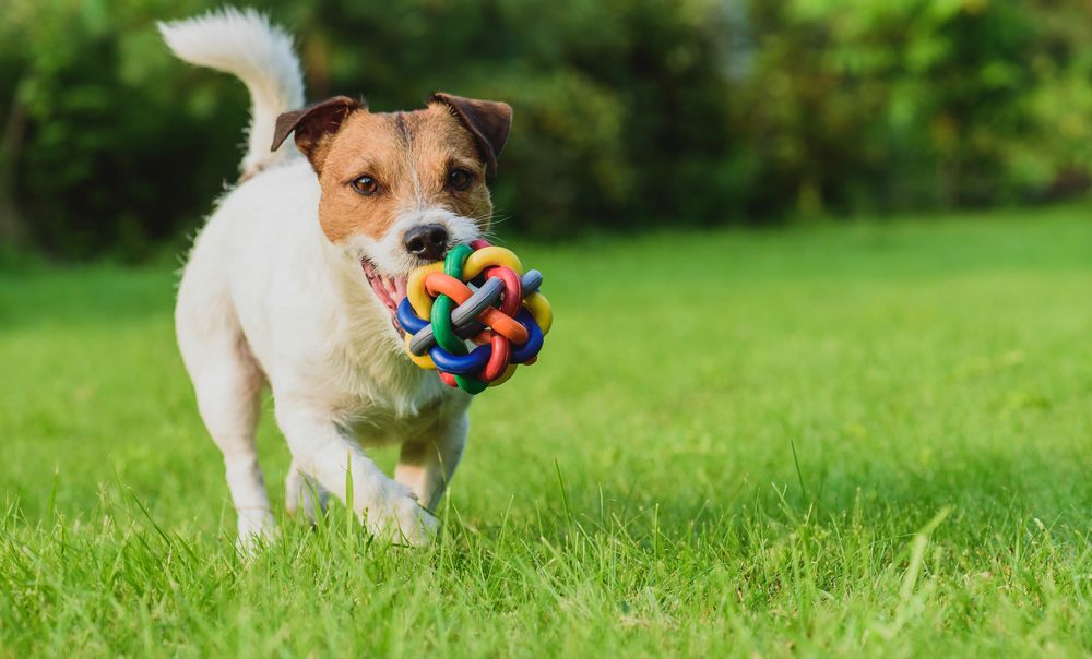 Sit! Stay! The Importance of Activity for Your Dog's Mental Health