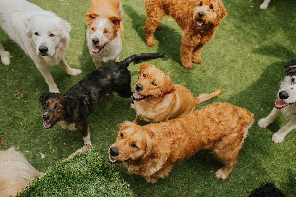 The Benefits of Doggy Day Camp for Your Furry Friend