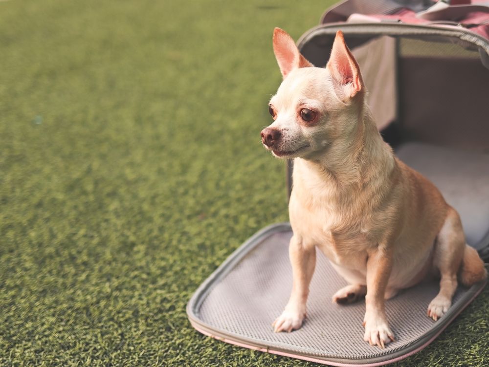 Choosing the Right Pet Boarding Facility for Your Four-Legged Family Member