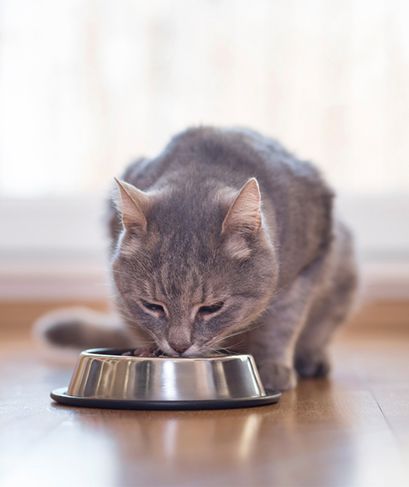 cat eating food