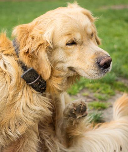 dog scratching its ear